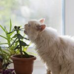 Holiday Plants Poisonous to Cats